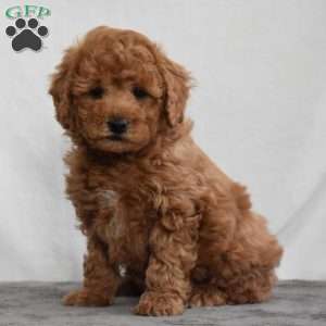 Watson, Cavapoo Puppy